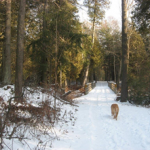 ski and bike trails